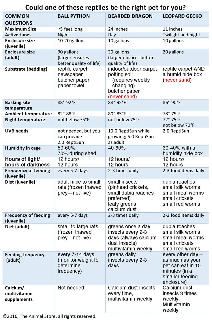 Bearded Dragon Food Chart throughout Daily Routine Printable Bearded Dragon Food Chart