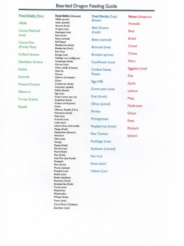 Bearded Dragon Food Chart within Daily Routine Printable Bearded Dragon Food Chart