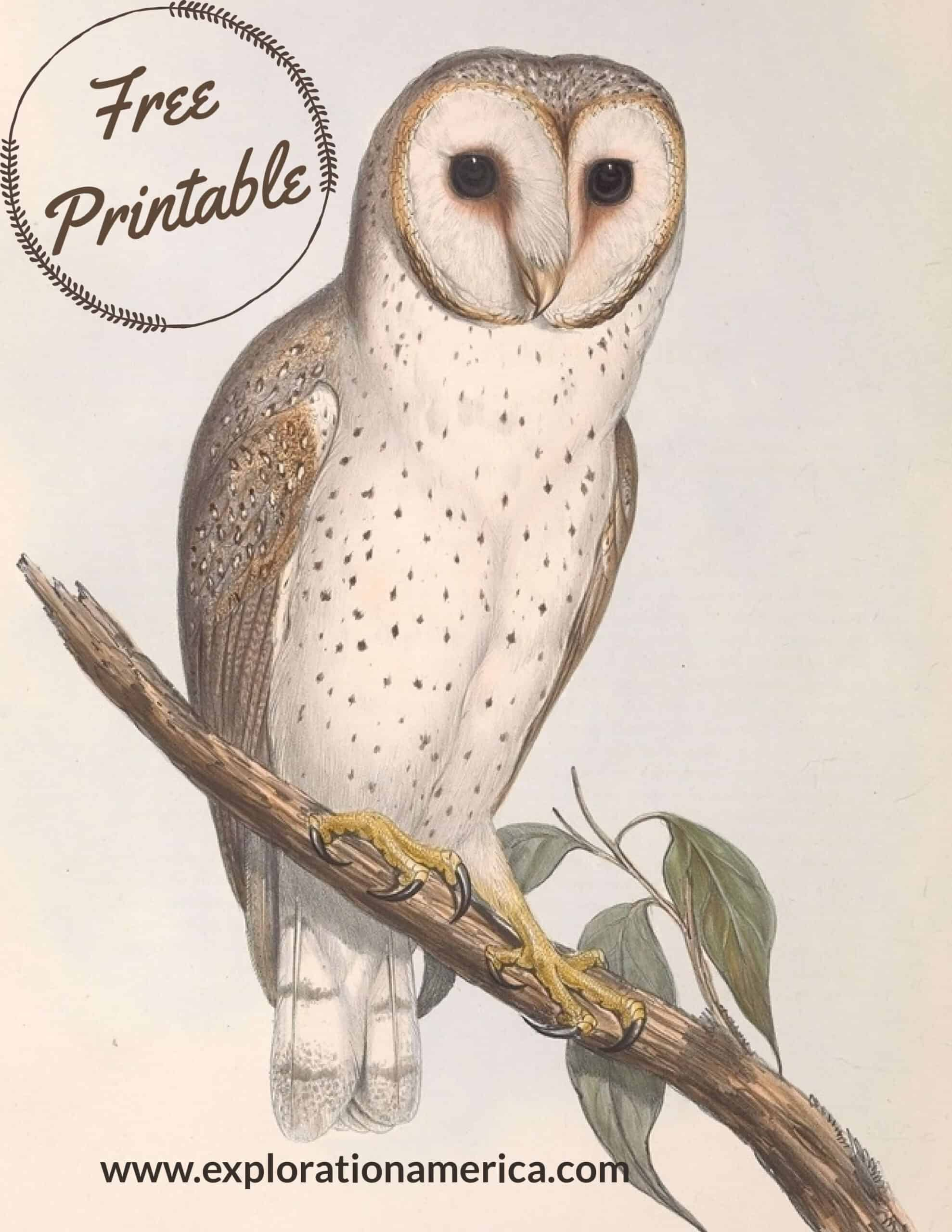 Free Printable Owl Art Posters - Beautiful Vintage Nature Scenes regarding Printable Picture Of An Owl