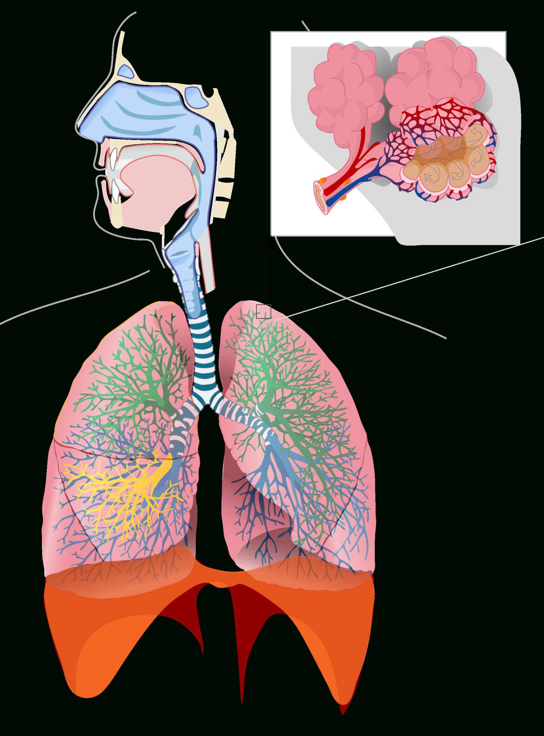 Respiratory System Diagram - No Labels | Anatomytool in Printable Respiratory System Diagram Unlabeled