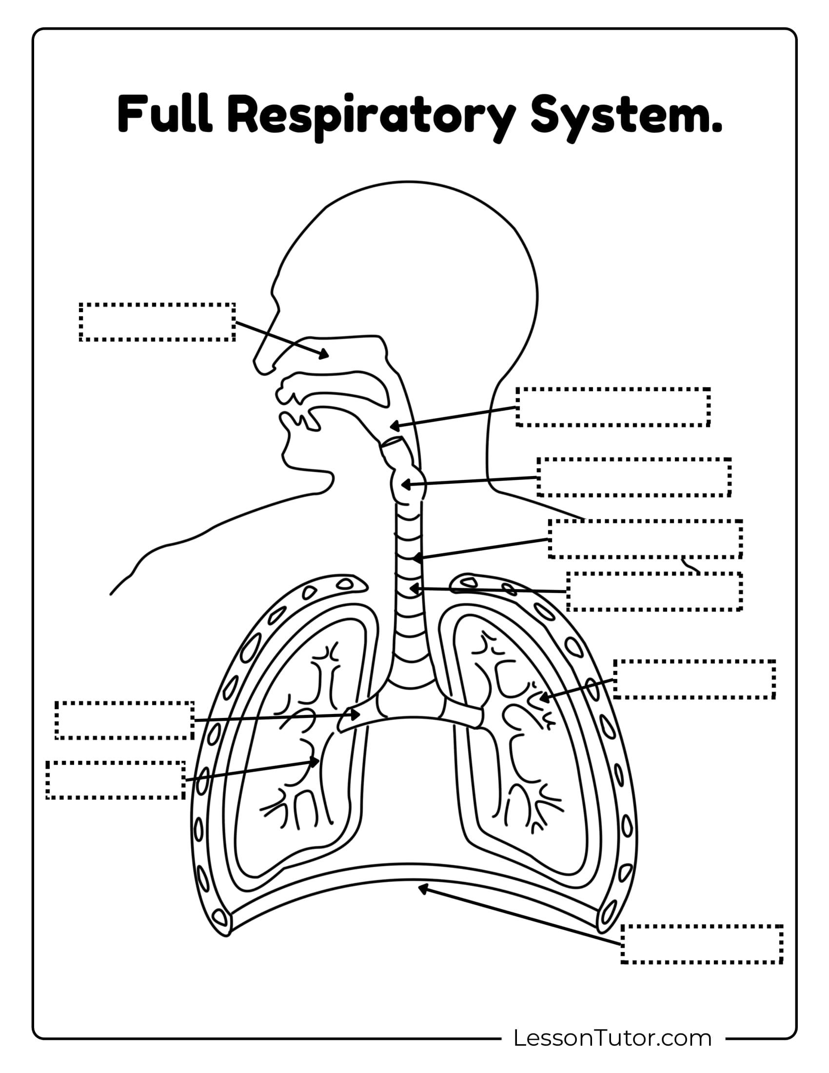 Respiratory System Worksheets - Free Coloring Pages, Pdf for Printable Respiratory System Diagram Unlabeled