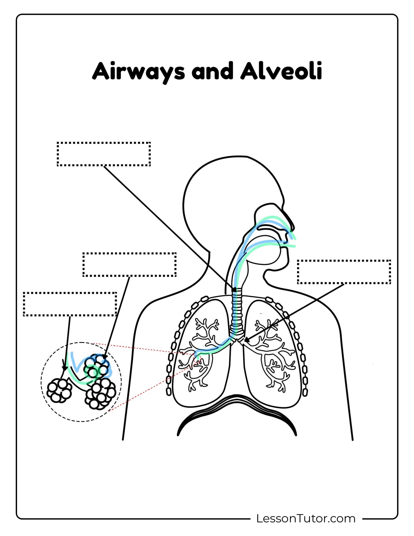 Respiratory System Worksheets - Free Coloring Pages, Pdf with regard to Printable Respiratory System Diagram Unlabeled